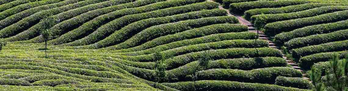 Sri Lanka Tea