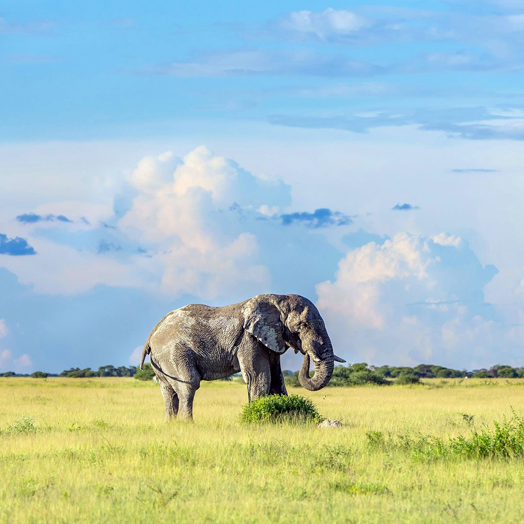 BOTSWANA BOTSWANA 2